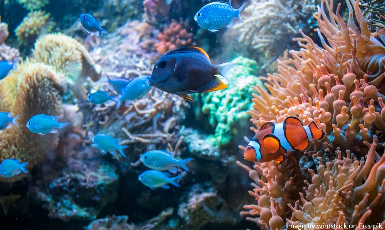 Tioman Island-4D3N Diving Package
